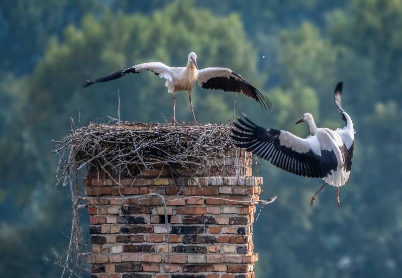 Professional Chimney Animal Removal Services in Eastpointe, Michigan