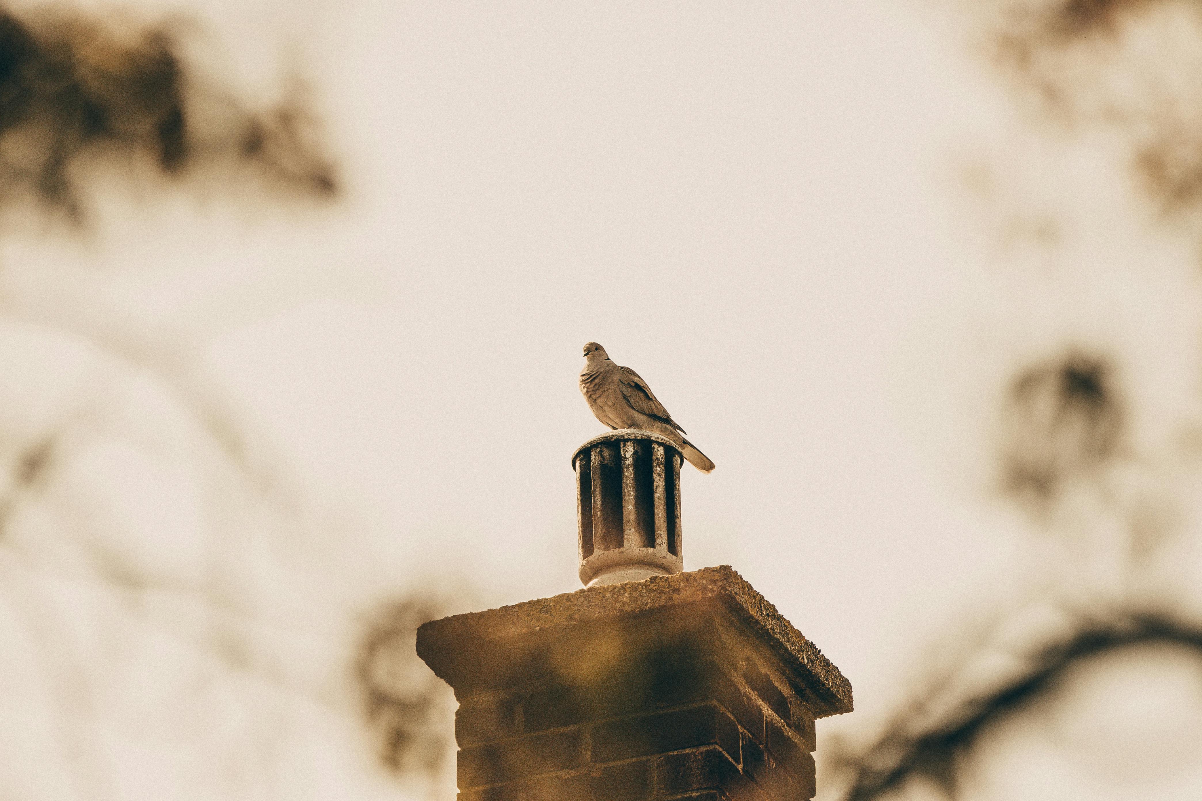 Expert Chimney Cap Installation in Eastpointe, Michigan